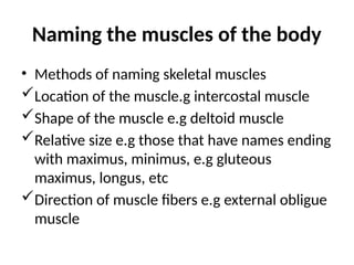Naming the muscles of the body
• Methods of naming skeletal muscles
Location of the muscle.g intercostal muscle
Shape of the muscle e.g deltoid muscle
Relative size e.g those that have names ending
with maximus, minimus, e.g gluteous
maximus, longus, etc
Direction of muscle fibers e.g external obligue
muscle
 
