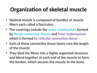 Organization of skeletal muscle
• Skeletal muscle is composed of bundles of muscle
fibers each called a fasciculus.
• The coverings include the outer empimysium formed
by dense connective tissues and inner endomysium
which is formed by reticular connective tissue
• Each of these connective tissue layers runs the length
of the muscle.
• They bind the fibres into a highly organised structure,
and blend together at each end of the muscle to form
the tendon, which secures the muscle to the bone.
 