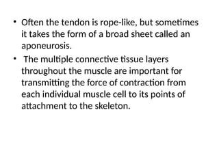 • Often the tendon is rope-like, but sometimes
it takes the form of a broad sheet called an
aponeurosis.
• The multiple connective tissue layers
throughout the muscle are important for
transmitting the force of contraction from
each individual muscle cell to its points of
attachment to the skeleton.
 