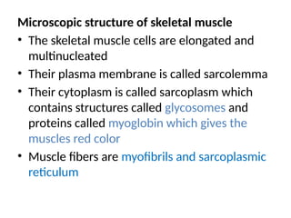 Microscopic structure of skeletal muscle
• The skeletal muscle cells are elongated and
multinucleated
• Their plasma membrane is called sarcolemma
• Their cytoplasm is called sarcoplasm which
contains structures called glycosomes and
proteins called myoglobin which gives the
muscles red color
• Muscle fibers are myofibrils and sarcoplasmic
reticulum
 
