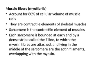 Muscle fibers (myofibrils)
• Account for 80% of cellular volume of muscle
cells
• They are contractile elements of skeletal muscles
• Sarcomere is the contractile element of muscles
• Each sarcomere is bounded at each end by a
dense stripe called the Z line, to which the
myosin fibres are attached, and lying in the
middle of the sarcomere are the actin filaments,
overlapping with the myosin.
 