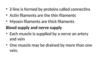 • Z-line is formed by proteins called connectins
• Actin filaments are the thin filaments
• Myosin filaments are thick filaments
Blood supply and nerve supply
• Each muscle is supplied by a nerve an artery
and vein
• One muscle may be drained by more than one
vein.
 