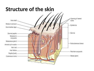 Structure of the skin
 