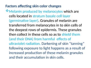 Factors affecting skin color changes
Melanin produced by melanocytes which are
cells located in stratum basale cell layer
(germinative layer). Granules of melanin are
transferred from melanocytes in to skin cells of
the deepest rows of epidermis. These granules
then collect in these cells so as to shield them
(and their DNA) from harmful effects of
ultraviolet radiation. Darkening of skin “tanning”
following exposure to light happens as a result of
increased production of these melanin granules
and their accumulation in skin cells.
 