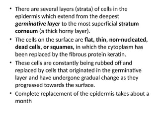 • There are several layers (strata) of cells in the
epidermis which extend from the deepest
germinative layer to the most superficial stratum
corneum (a thick horny layer).
• The cells on the surface are flat, thin, non-nucleated,
dead cells, or squames, in which the cytoplasm has
been replaced by the fibrous protein keratin.
• These cells are constantly being rubbed off and
replaced by cells that originated in the germinative
layer and have undergone gradual change as they
progressed towards the surface.
• Complete replacement of the epidermis takes about a
month
 
