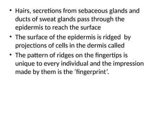 • Hairs, secretions from sebaceous glands and
ducts of sweat glands pass through the
epidermis to reach the surface
• The surface of the epidermis is ridged by
projections of cells in the dermis called
• The pattern of ridges on the fingertips is
unique to every individual and the impression
made by them is the ‘fingerprint’.
 