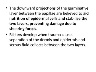 • The downward projections of the germinative
layer between the papillae are believed to aid
nutrition of epidermal cells and stabilise the
two layers, preventing damage due to
shearing forces.
• Blisters develop when trauma causes
separation of the dermis and epidermis and
serous fluid collects between the two layers.
 