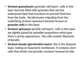 • Stratum granulosum (granular cell layer)- cells in this
layer become filled with granules that secrete
waterproof lipid that functions to prevent fluid loss
from the body. Keratinocytes migrating from the
underlying stratum spinosum become known as
granular cells in this layer
• Stratum spinosum (prickle cell layer)- cells in this layer
are tightly joined by spinelike projections which give
them a pricky appearance. The cells contain filaments
of keratin
• Stratum basale (germinative layer)- this is the deepest
layer, resting on basement membrane. It contains stem
cells that divide and provide constant renewal of cells.
 
