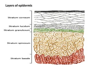 Layers of epidermis
 