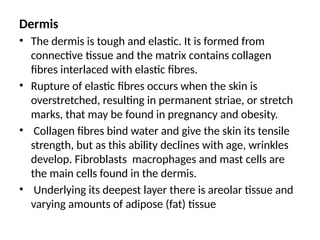 Dermis
• The dermis is tough and elastic. It is formed from
connective tissue and the matrix contains collagen
fibres interlaced with elastic fibres.
• Rupture of elastic fibres occurs when the skin is
overstretched, resulting in permanent striae, or stretch
marks, that may be found in pregnancy and obesity.
• Collagen fibres bind water and give the skin its tensile
strength, but as this ability declines with age, wrinkles
develop. Fibroblasts macrophages and mast cells are
the main cells found in the dermis.
• Underlying its deepest layer there is areolar tissue and
varying amounts of adipose (fat) tissue
 