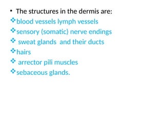 • The structures in the dermis are:
blood vessels lymph vessels
sensory (somatic) nerve endings
 sweat glands and their ducts
hairs
 arrector pili muscles
sebaceous glands.
 