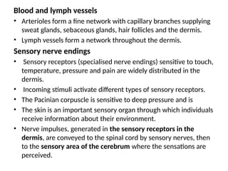 Blood and lymph vessels
• Arterioles form a fine network with capillary branches supplying
sweat glands, sebaceous glands, hair follicles and the dermis.
• Lymph vessels form a network throughout the dermis.
Sensory nerve endings
• Sensory receptors (specialised nerve endings) sensitive to touch,
temperature, pressure and pain are widely distributed in the
dermis.
• Incoming stimuli activate different types of sensory receptors.
• The Pacinian corpuscle is sensitive to deep pressure and is
• The skin is an important sensory organ through which individuals
receive information about their environment.
• Nerve impulses, generated in the sensory receptors in the
dermis, are conveyed to the spinal cord by sensory nerves, then
to the sensory area of the cerebrum where the sensations are
perceived.
 
