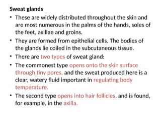 Sweat glands
• These are widely distributed throughout the skin and
are most numerous in the palms of the hands, soles of
the feet, axillae and groins.
• They are formed from epithelial cells. The bodies of
the glands lie coiled in the subcutaneous tissue.
• There are two types of sweat gland:
• The commonest type opens onto the skin surface
through tiny pores, and the sweat produced here is a
clear, watery fluid important in regulating body
temperature.
• The second type opens into hair follicles, and is found,
for example, in the axilla.
 