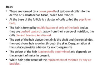 Hairs
• These are formed by a down growth of epidermal cells into the
dermis or subcutaneous tissue, called hair follicles.
• At the base of the follicle is a cluster of cells called the papilla or
bulb.
• The hair is formed by multiplication of cells of the bulb and as
they are pushed upwards, away from their source of nutrition, the
cells die and become keratinised.
• The part of the hair above the skin is the shaft and the remainder,
the root shows hair growing through the skin. Desquamation at
the surface provides a haven for micro-organisms
• The colour of the hair is genetically determined and depends on
the amount of melanin present.
• White hair is the result of the replacement of melanin by tiny air
bubbles.
 