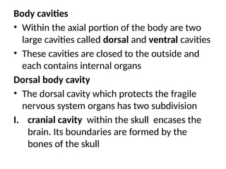Body cavities
• Within the axial portion of the body are two
large cavities called dorsal and ventral cavities
• These cavities are closed to the outside and
each contains internal organs
Dorsal body cavity
• The dorsal cavity which protects the fragile
nervous system organs has two subdivision
I. cranial cavity within the skull encases the
brain. Its boundaries are formed by the
bones of the skull
 