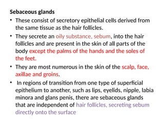 Sebaceous glands
• These consist of secretory epithelial cells derived from
the same tissue as the hair follicles.
• They secrete an oily substance, sebum, into the hair
follicles and are present in the skin of all parts of the
body except the palms of the hands and the soles of
the feet.
• They are most numerous in the skin of the scalp, face,
axillae and groins.
• In regions of transition from one type of superficial
epithelium to another, such as lips, eyelids, nipple, labia
minora and glans penis, there are sebaceous glands
that are independent of hair follicles, secreting sebum
directly onto the surface
 