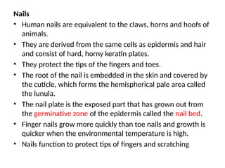 Nails
• Human nails are equivalent to the claws, horns and hoofs of
animals.
• They are derived from the same cells as epidermis and hair
and consist of hard, horny keratin plates.
• They protect the tips of the fingers and toes.
• The root of the nail is embedded in the skin and covered by
the cuticle, which forms the hemispherical pale area called
the lunula.
• The nail plate is the exposed part that has grown out from
the germinative zone of the epidermis called the nail bed.
• Finger nails grow more quickly than toe nails and growth is
quicker when the environmental temperature is high.
• Nails function to protect tips of fingers and scratching
 