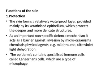Functions of the skin
1.Protection
• The skin forms a relatively waterproof layer, provided
mainly by its keratinised epithelium, which protects
the deeper and more delicate structures.
• As an important non-specific defence mechanism it
acts as a barrier against: invasion by micro-organisms
chemicals physical agents, e.g. mild trauma, ultraviolet
light dehydration.
• The epidermis contains specialised immune cells
called Langerhans cells, which are a type of
microphage
 