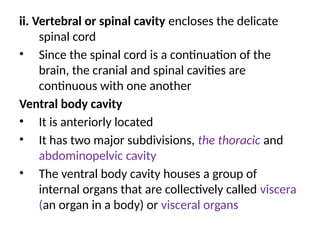 ii. Vertebral or spinal cavity encloses the delicate
spinal cord
• Since the spinal cord is a continuation of the
brain, the cranial and spinal cavities are
continuous with one another
Ventral body cavity
• It is anteriorly located
• It has two major subdivisions, the thoracic and
abdominopelvic cavity
• The ventral body cavity houses a group of
internal organs that are collectively called viscera
(an organ in a body) or visceral organs
 