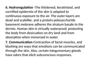 6. Hydroregulation -The thickened, keratinized, and
cornified epidermis of the skin is adapted to
continuous exposure to the air. The outer-layers are
dead and scalelike, and a protein-polysaccharide
basement mebrane adheres the stratum basale to the
dermis. Human skin is virtually waterproof, protecting
the body from desiccation on dry land and from
absorption when immersed in water.
7. Communication-Contraction of facial muscles, and
blushing are ways that emotions can be communicated
through the skin. Also, certain integumentary glands
have odors that elicit subconscious responses.
 
