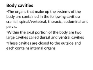 Body cavities
•The organs that make up the systems of the
body are contained in the following cavities:
cranial, spinal/vertebral, thoracic, abdominal and
pelvic.
•Within the axial portion of the body are two
large cavities called dorsal and ventral cavities
•These cavities are closed to the outside and
each contains internal organs
 