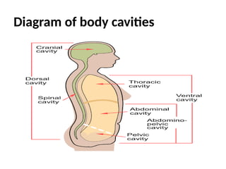 Diagram of body cavities
 