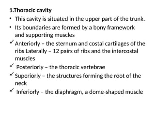 1.Thoracic cavity
• This cavity is situated in the upper part of the trunk.
• Its boundaries are formed by a bony framework
and supporting muscles
Anteriorly – the sternum and costal cartilages of the
ribs Laterally – 12 pairs of ribs and the intercostal
muscles
 Posteriorly – the thoracic vertebrae
Superiorly – the structures forming the root of the
neck
 Inferiorly – the diaphragm, a dome-shaped muscle
 