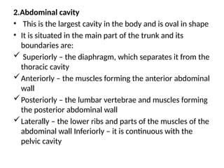 2.Abdominal cavity
• This is the largest cavity in the body and is oval in shape
• It is situated in the main part of the trunk and its
boundaries are:
 Superiorly – the diaphragm, which separates it from the
thoracic cavity
Anteriorly – the muscles forming the anterior abdominal
wall
Posteriorly – the lumbar vertebrae and muscles forming
the posterior abdominal wall
Laterally – the lower ribs and parts of the muscles of the
abdominal wall Inferiorly – it is continuous with the
pelvic cavity
 