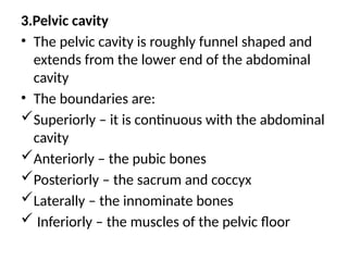 3.Pelvic cavity
• The pelvic cavity is roughly funnel shaped and
extends from the lower end of the abdominal
cavity
• The boundaries are:
Superiorly – it is continuous with the abdominal
cavity
Anteriorly – the pubic bones
Posteriorly – the sacrum and coccyx
Laterally – the innominate bones
 Inferiorly – the muscles of the pelvic floor
 