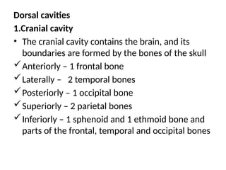 Dorsal cavities
1.Cranial cavity
• The cranial cavity contains the brain, and its
boundaries are formed by the bones of the skull
Anteriorly – 1 frontal bone
Laterally – 2 temporal bones
Posteriorly – 1 occipital bone
Superiorly – 2 parietal bones
Inferiorly – 1 sphenoid and 1 ethmoid bone and
parts of the frontal, temporal and occipital bones
 
