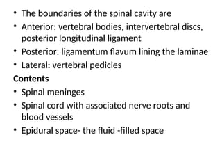 • The boundaries of the spinal cavity are
• Anterior: vertebral bodies, intervertebral discs,
posterior longitudinal ligament
• Posterior: ligamentum flavum lining the laminae
• Lateral: vertebral pedicles
Contents
• Spinal meninges
• Spinal cord with associated nerve roots and
blood vessels
• Epidural space- the fluid -filled space
 