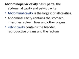 Abdominopelvic cavity has 2 parts- the
abdominal cavity and pelvic cavity
• Abdominal cavity is the largest of all cavities.
• Abdominal cavity contains the stomach,
intestines, spleen, liver and other organs
• Pelvic cavity contains the bladder,
reproductive organs and the rectum
 