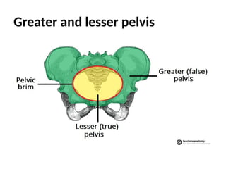 Greater and lesser pelvis
 