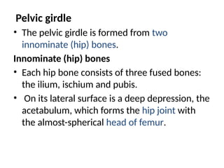 Pelvic girdle
• The pelvic girdle is formed from two
innominate (hip) bones.
Innominate (hip) bones
• Each hip bone consists of three fused bones:
the ilium, ischium and pubis.
• On its lateral surface is a deep depression, the
acetabulum, which forms the hip joint with
the almost-spherical head of femur.
 