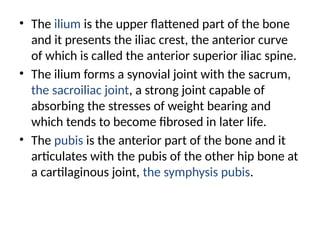 • The ilium is the upper flattened part of the bone
and it presents the iliac crest, the anterior curve
of which is called the anterior superior iliac spine.
• The ilium forms a synovial joint with the sacrum,
the sacroiliac joint, a strong joint capable of
absorbing the stresses of weight bearing and
which tends to become fibrosed in later life.
• The pubis is the anterior part of the bone and it
articulates with the pubis of the other hip bone at
a cartilaginous joint, the symphysis pubis.
 