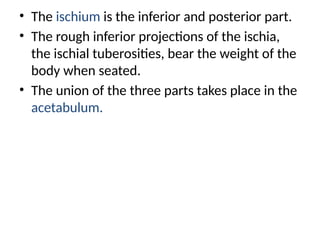• The ischium is the inferior and posterior part.
• The rough inferior projections of the ischia,
the ischial tuberosities, bear the weight of the
body when seated.
• The union of the three parts takes place in the
acetabulum.
 