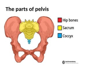 The parts of pelvis
 