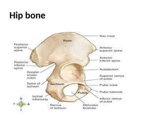 Hip bone
 