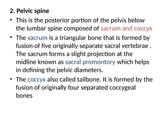 2. Pelvic spine
• This is the posterior portion of the pelvis below
the lumbar spine composed of sacrum and coccyx
• The sacrum is a triangular bone that is formed by
fusion of five originally separate sacral vertebrae .
The sacrum forms a slight projection at the
midline known as sacral promontory which helps
in defining the pelvic diameters.
• The coccyx also called tailbone. It is formed by the
fusion of originally four separated coccygeal
bones
 