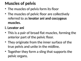Muscles of pelvis
• The muscles of pelvis form its floor
• The muscles of pelvic floor are collectively
referred to as levator ani and coccygeus
muscles.
i. Levator ani
• This is a pair of broad flat muscles, forming the
anterior part of the pelvic floor.
• They originate from the inner surface of the
true pelvis and unite in the midline.
• Together they form a sling that supports the
pelvic organs.
 