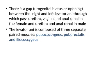 • There is a gap (urogenital hiatus or opening)
between the right and left levator ani through
which pass urethra, vagina and anal canal in
the female and urethra and anal canal in male
• The levator ani is composed of three separate
paired muscles: pubococcygeus, puborectalis
and iliococcygeus
 