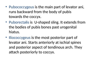 • Pubococcygeus is the main part of levator ani,
runs backward from the body of pubis
towards the coccyx.
• Puborectalis is U-shaped sling. It extends from
the bodies of pubis bones past urogenital
hiatus.
• Iliococcygeus is the most posterior part of
levator ani. Starts anteriorly at ischial spines
and posterior aspect of tendinous arch. They
attach posteriorly to coccyx.
 