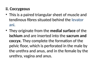 ii. Coccygeous
• This is a paired triangular sheet of muscle and
tendinous fibres situated behind the levator
ani.
• They originate from the medial surface of the
ischium and are inserted into the sacrum and
coccyx. They complete the formation of the
pelvic floor, which is perforated in the male by
the urethra and anus, and in the female by the
urethra, vagina and anus.
 
