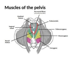 Muscles of the pelvis
 