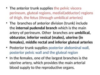 • The anterior trunk supplies the pelvic viscera
perineum, gluteal regions, medial(adductor) regions
of thigh, the fetus (through umbilical arteries)
• The branches of anterior division (trunk) include
the internal pudendal branch which is the main
artery of perineum. Other branches are umbilical,
obturator, inferior vesical (males), uterine (in
females), middle rectal and inferior gluteal arteries
• Posterior trunk supplies posterior abdominal wall,
posterior pelvic wall and the gluteal region
• In the females, one of the largest branches is the
uterine artery, which provides the main arterial
blood supply to the reproductive organs.
 