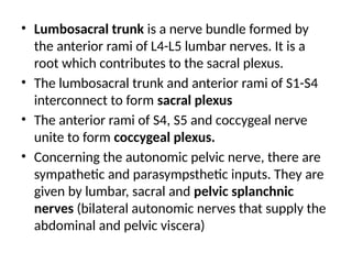 • Lumbosacral trunk is a nerve bundle formed by
the anterior rami of L4-L5 lumbar nerves. It is a
root which contributes to the sacral plexus.
• The lumbosacral trunk and anterior rami of S1-S4
interconnect to form sacral plexus
• The anterior rami of S4, S5 and coccygeal nerve
unite to form coccygeal plexus.
• Concerning the autonomic pelvic nerve, there are
sympathetic and parasympsthetic inputs. They are
given by lumbar, sacral and pelvic splanchnic
nerves (bilateral autonomic nerves that supply the
abdominal and pelvic viscera)
 