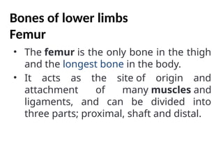 Bones of lower limbs
Femur
• The femur is the only bone in the thigh
and the longest bone in the body.
• It acts as the site of origin and
attachment of many muscles and
ligaments, and can be divided into
three parts; proximal, shaft and distal.
 