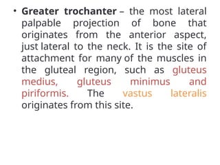 • Greater trochanter – the most lateral
palpable projection of bone that
originates from the anterior aspect,
just lateral to the neck. It is the site of
attachment for many of the muscles in
the gluteal region, such as gluteus
medius, gluteus minimus and
piriformis. The vastus lateralis
originates from this site.
 