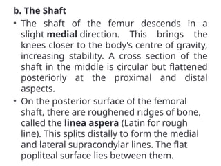 b. The Shaft
• The shaft of the femur descends in a
slight medial direction. This brings the
knees closer to the body’s centre of gravity,
increasing stability. A cross section of the
shaft in the middle is circular but flattened
posteriorly at the proximal and distal
aspects.
• On the posterior surface of the femoral
shaft, there are roughened ridges of bone,
called the linea aspera (Latin for rough
line). This splits distally to form the medial
and lateral supracondylar lines. The flat
popliteal surface lies between them.
 
