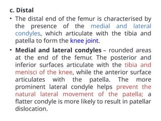 c. Distal
• The distal end of the femur is characterised by
the presence of the medial and lateral
condyles, which articulate with the tibia and
patella to form the knee joint.
• Medial and lateral condyles – rounded areas
at the end of the femur. The posterior and
inferior surfaces articulate with the tibia and
menisci of the knee, while the anterior surface
articulates with the patella. The more
prominent lateral condyle helps prevent the
natural lateral movement of the patella; a
flatter condyle is more likely to result in patellar
dislocation.
 